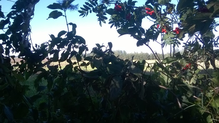 WP_20160822_17_04_22_Pro.jpg
