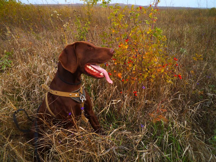 DSC04890.JPG (738.89 КБ) Просмотров: 8200 DSC04890.JPG