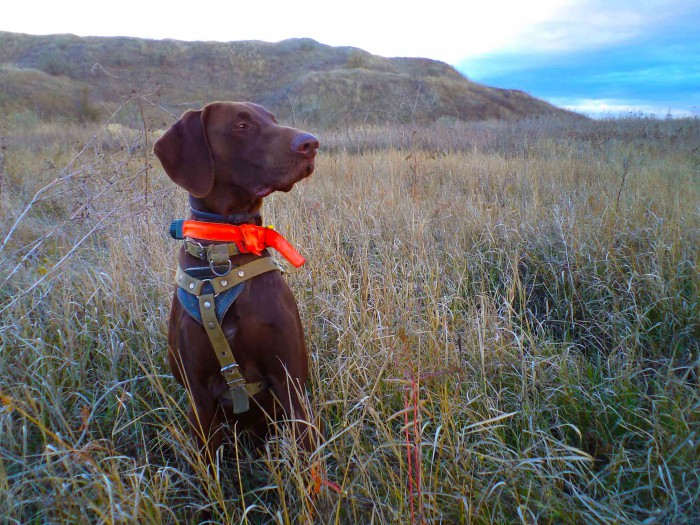 DSC05727.JPG (333.32 КБ) Просмотров: 15262 DSC05727.JPG