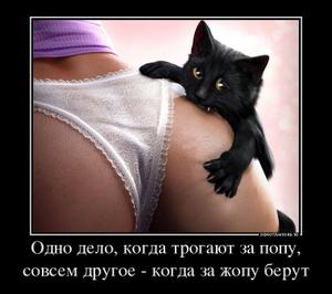 91817693_odno-delo-kogda-trogayut-za-popu-sovsem-drugoe-kogda-za-zhopu-berut.thumbnail.jpg