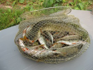 IMG_0937.jpg