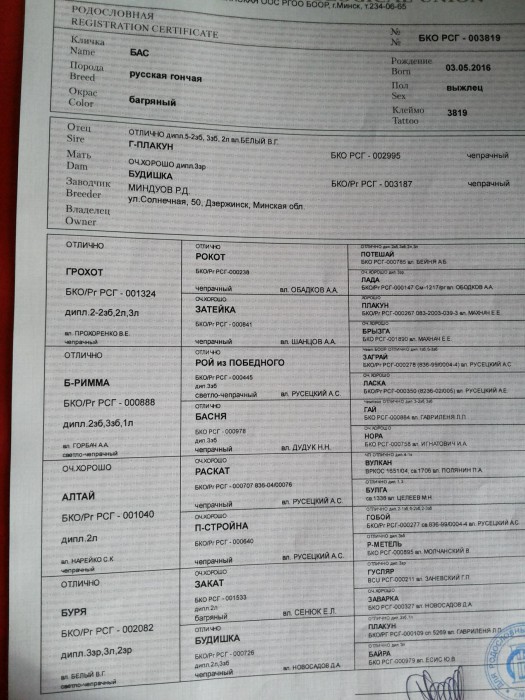 родословная Бас.jpg (942.46 КБ) Просмотров: 5769 родословная Бас.jpg