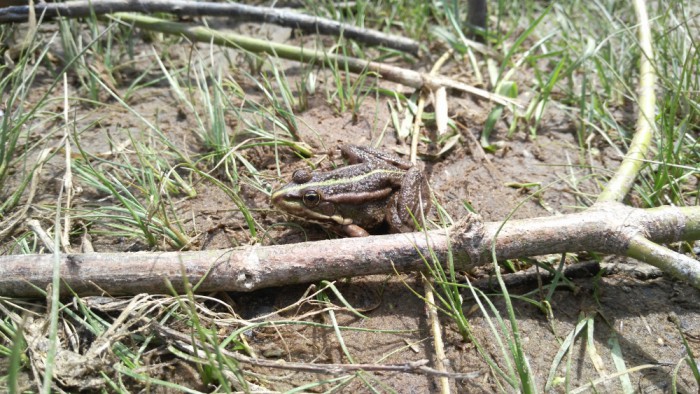 IMG_20170519_123532_1000x563.jpg (626.45 КБ) Просмотров: 14267 IMG_20170519_123532_1000x563.jpg