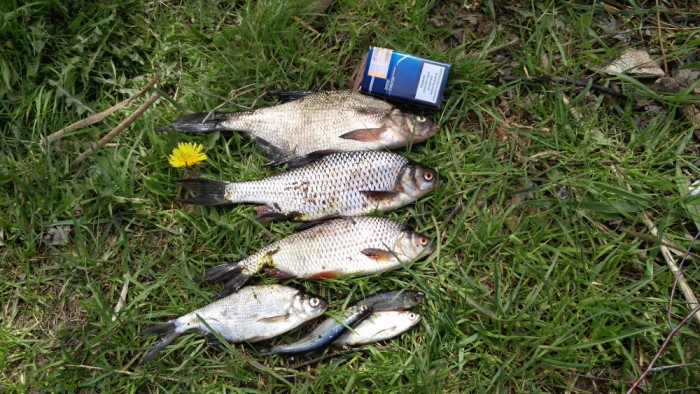 IMG_20170519_123716_1000x563.jpg (704.55 КБ) Просмотров: 14259 IMG_20170519_123716_1000x563.jpg