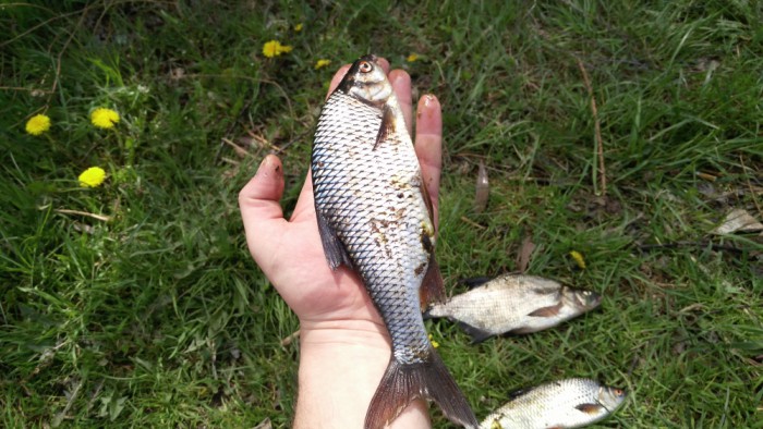 IMG_20170519_123738_1000x563.jpg (530.14 КБ) Просмотров: 14275 IMG_20170519_123738_1000x563.jpg