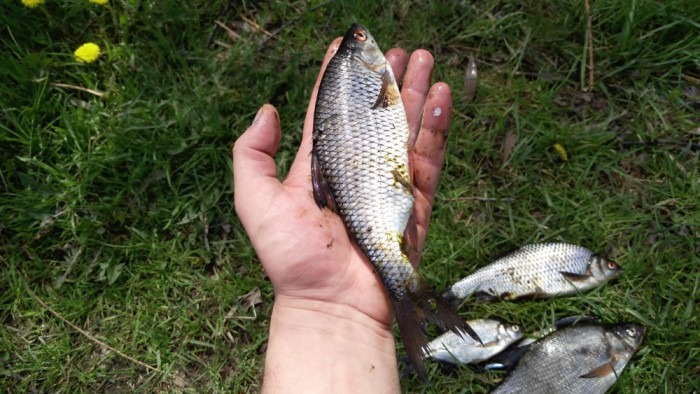 IMG_20170519_123752_1000x563.jpg (527.39 КБ) Просмотров: 14264 IMG_20170519_123752_1000x563.jpg