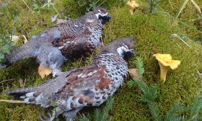 IMG_20170909_104249.jpg (1.38 МБ) Просмотров: 12202 IMG_20170909_104249.jpg