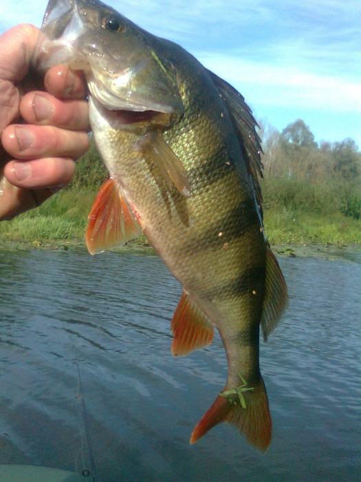 Фото0725.jpg (465.17 КБ) Просмотров: 16353 Фото0725.jpg