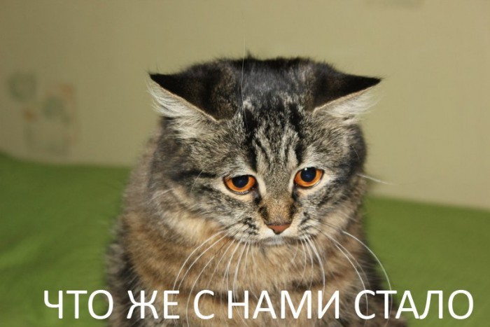 1349718566_386874.jpeg