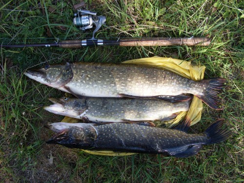 SDC13542  Улов 29.09.2012.JPG