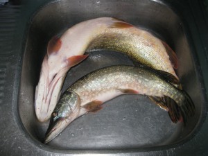 IMG_1006.jpg