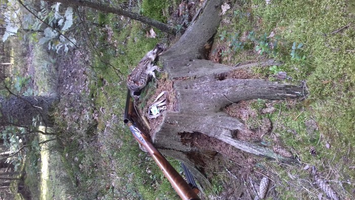 Ряб 2.jpg (3.99 МБ) Просмотров: 14391 Ряб 2.jpg